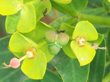 Euphorbia dendroides